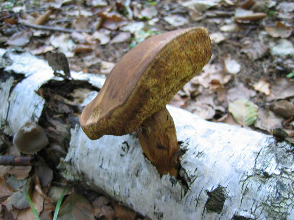 Armillaria tabescens